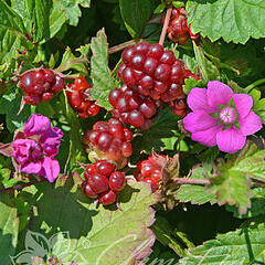 Ostružiník arktický 'Mespi' - Rubus arcticus 'Mespi'