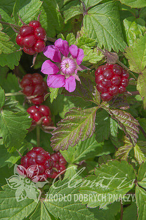 Ostružiník arktický 'Beata' - Rubus arcticus 'Beata'