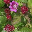 Ostružiník arktický 'Beata' - Rubus arcticus 'Beata'