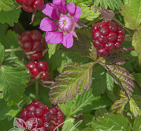 Ostružiník arktický 'Beata' - Rubus arcticus 'Beata'