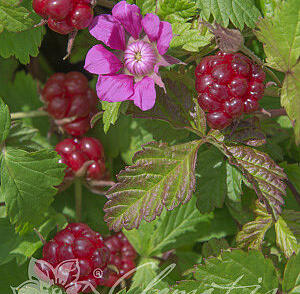 Ostružiník arktický 'Beata'