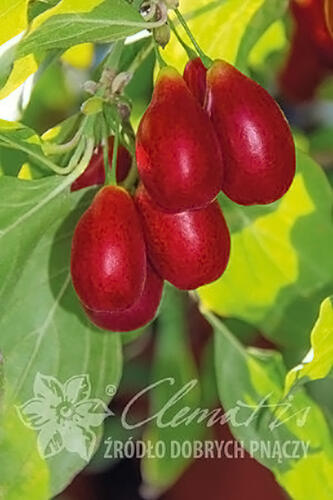 Dřín obecný 'Nikolka' - Cornus mas 'Nikolka'