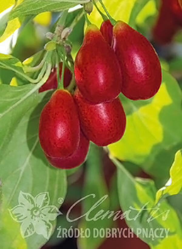 Dřín obecný 'Nikolka' - Cornus mas 'Nikolka'