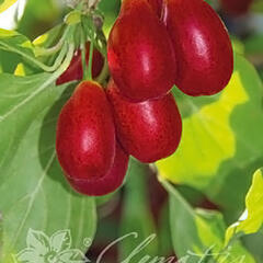 Dřín obecný 'Nikolka' - Cornus mas 'Nikolka'