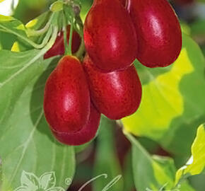 Dřín obecný 'Nikolka' - Cornus mas 'Nikolka'