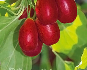 Dřín obecný 'Nikolka'