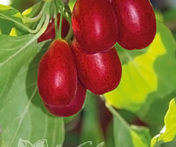 Dřín obecný 'Nikolka' - Cornus mas 'Nikolka'