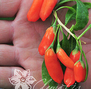 Kustovnice čínská 'No. 1'