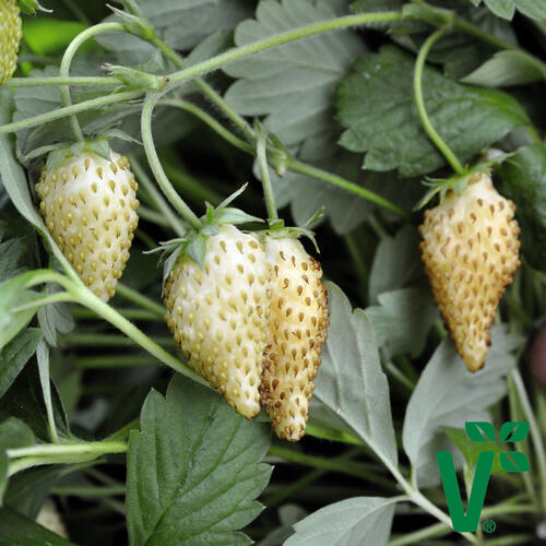 Jahodník měsíční 'Tubby White' - Fragaria vesca 'Tubby White'