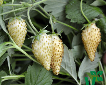 Jahodník měsíční 'Tubby White'