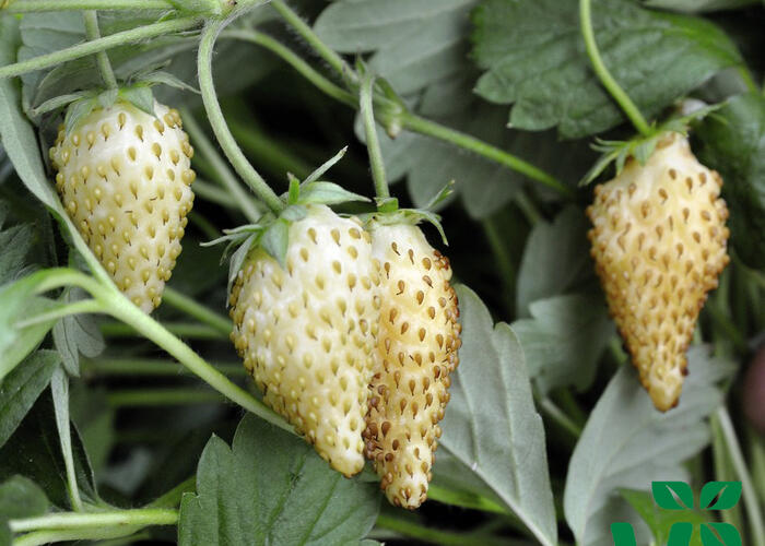 Jahodník měsíční 'Tubby White' - Fragaria vesca 'Tubby White'