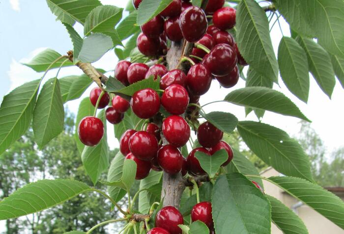 Višeň sloupovitá 'Campanello' - Prunus cerasus 'Campanello'