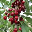Višeň sloupovitá 'Campanello' - Prunus cerasus 'Campanello'