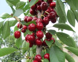 Višeň sloupovitá 'Campanello'