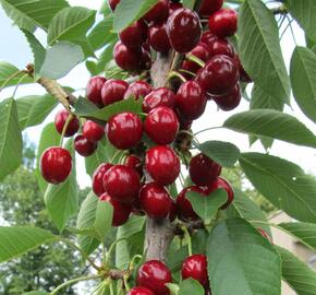 Višeň sloupovitá 'Campanello' - Prunus cerasus 'Campanello'