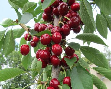 Višeň sloupovitá 'Campanello'