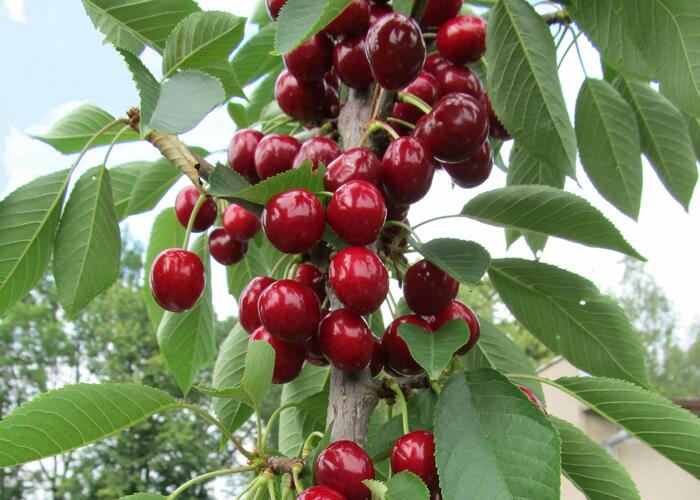 Višeň sloupovitá 'Campanello' - Prunus cerasus 'Campanello'