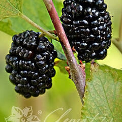 Morušovník černý 'Full Seasons' - Morus nigra 'Full Seasons'