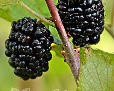 Morušovník černý 'Full Seasons'