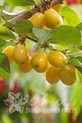 Dřín obecný 'Jantarnyj' - Cornus mas 'Jantarnyj'