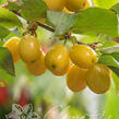 Dřín obecný 'Jantarnyj' - Cornus mas 'Jantarnyj'