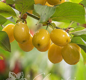 Dřín obecný 'Jantarnyj' - Cornus mas 'Jantarnyj'