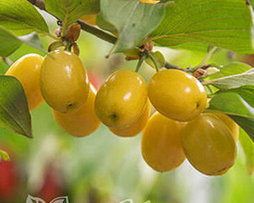 Dřín obecný 'Jantarnyj'