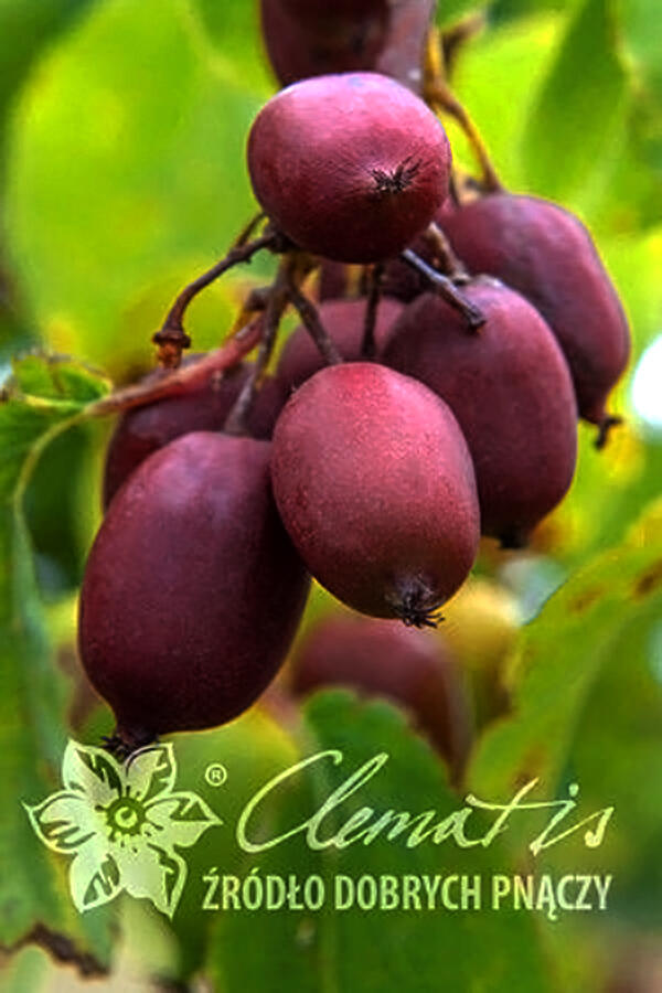 Aktinidie nachová, kiwi - samičí 'Hardy Red' - Actinidia purpurea 'Hardy Red'