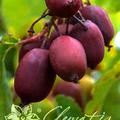 Aktinidie nachová, kiwi - samičí 'Hardy Red' - Actinidia purpurea 'Hardy Red'