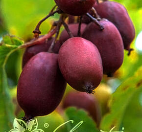 Aktinidie nachová, kiwi - samičí 'Hardy Red' - Actinidia purpurea 'Hardy Red'