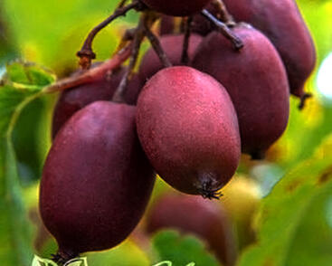Aktinidie nachová, kiwi - samičí 'Hardy Red'