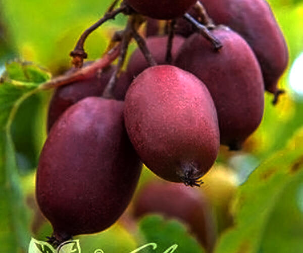 Aktinidie význačná, kiwi - samičí 'Hardy Red' - Actinidia purpurea 'Hardy Red'