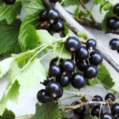 Rybíz černý 'Ben Lemond' - Ribes nigrum 'Ben Lemond'