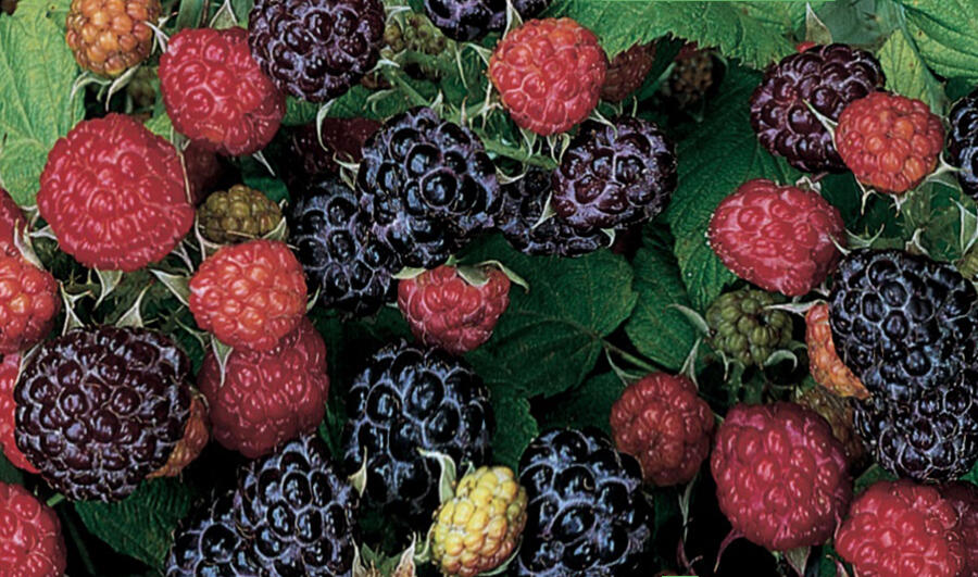 Maliník jednouplodící 'Black Jewel' - Rubus hybridus 'Black Jewel'