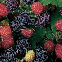 Maliník černý 'Black Jewel' - Rubus idaeus 'Black Jewel'
