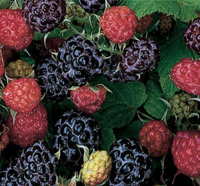 Maliník černý 'Black Jewel' - Rubus idaeus 'Black Jewel'