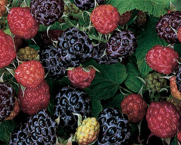 Maliník jednouplodící 'Black Jewel'