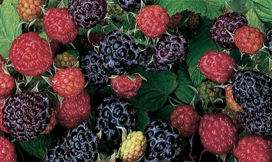 Maliník jednouplodící 'Black Jewel' - Rubus hybridus 'Black Jewel'