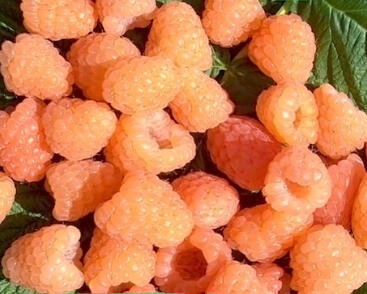 Maliník jednouplodící 'Valentina'