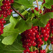 Rybíz červený 'Summer Pearls Red' - Ribes rubrum 'Summer Pearls Red'