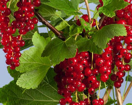 Rybíz červený 'Summer Pearls Red'