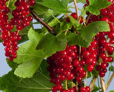 Rybíz červený 'Summer Pearls Red'