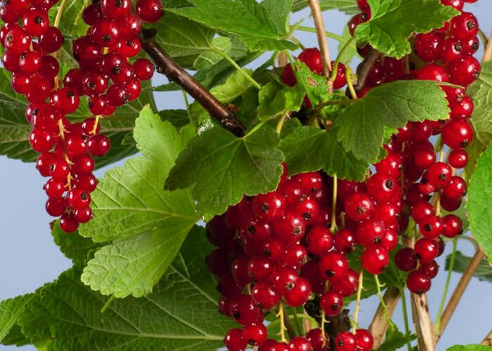 Rybíz červený 'Summer Pearls Red' - Ribes rubrum 'Summer Pearls Red'