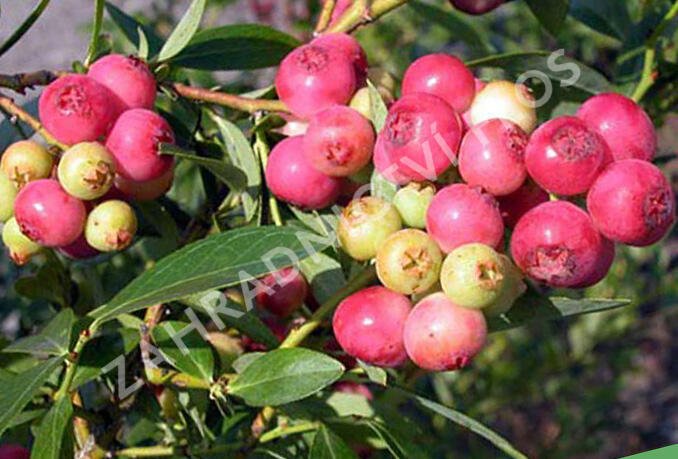 Borůvka chocholičnatá 'Color Bells Pink' - Vaccinium corymbosum 'Color Bells Pink'