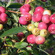 Borůvka chocholičnatá, kanadská borůvka 'Color Bells Pink' - Vaccinium corymbosum 'Color Bells Pink'