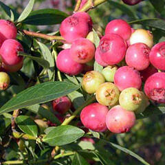 Borůvka chocholičnatá 'Color Bells Pink' - Vaccinium corymbosum 'Color Bells Pink'