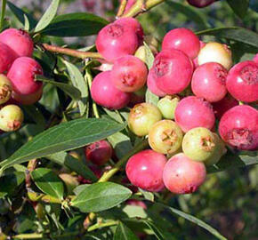 Borůvka chocholičnatá, kanadská borůvka 'Color Bells Pink' - Vaccinium corymbosum 'Color Bells Pink'