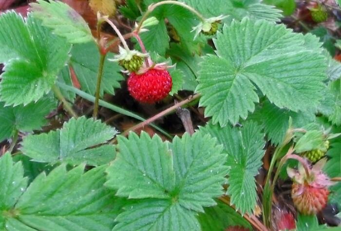 Jahodník měsíční - Fragaria vesca