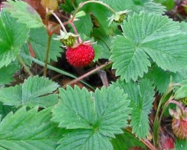 Jahodník měsíční