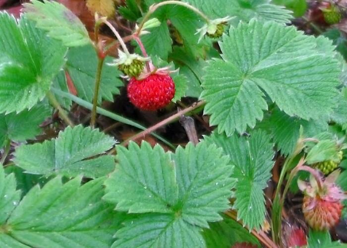 Jahodník měsíční - Fragaria vesca